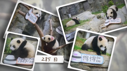 加加和得得一歲啦！🐼🎉 誠邀大家一同慶祝首對在香港出生的大熊貓龍鳳胎加加和得得的一歲生日（8月15日）。這對龍鳳胎萌態十足，不僅贏得了香港市民的歡心，更吸引了來自世界各地的遊客。讓我們一起回顧加加和得得的成長點滴，細味他們為大家帶來的歡樂時光！🎂❤️  鳴謝： 香港海洋公園 Ocean Park Hong Kong  #香港 #香港品牌 #亞洲國際都會 #海洋公園 #大熊貓 #加加 #得得