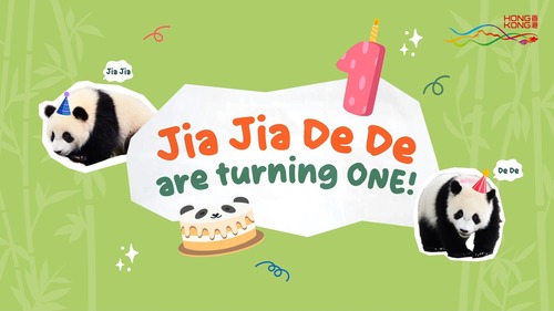 Paw-some celebration!🐼🎉 Join us in commemorating the 1st birthday (Aug 15) of our beloved Hong Kong-born giant panda cubs, Jia Jia and De De! From their adorable playful tumbles to cute interactions, these twins have won the hearts of people in Hong Kong and visitors from around the world. Let's see how they have grown and take a look back at some of the joyful moments that these rare giant panda twins have brought to our lives. Happy Birthday Jia Jia and De De!🎂❤️  Acknowledgement: 香港海洋公園 Ocean Park Hong Kong  #hongkong #brandhongkong #asiasworldcity #oceanpark #giantpanda #jiajia #dede