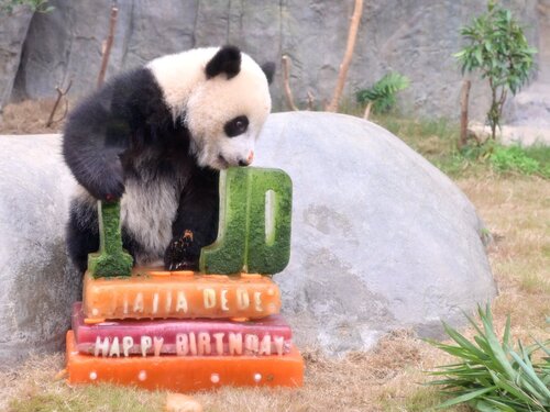 Happy Birthday to Jia Jia and De De! See how Hong Kong's famous home-grown giant #panda twins celebrated their first birthday at their Ocean Park home today (Aug 15). From enjoying scrumptious cake to soaking up the birthday love from their many fans, the celebrity siblings sure https://t.co/Zzu68OAzIz
