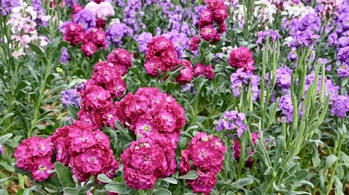 Embrace the fragrance of spring! The annual Hong Kong #Flower Show 2026 (Mar 20–29), themed "A Fragrant Journey through Hong Kong", will transform Victoria Park into a floral paradise. This year's theme flower, stock (genus Matthiola), will delight the senses with its delicate https://t.co/efvRuEqXoN