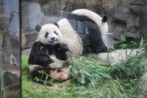 Celebrate a pandastic summer in Hong Kong! Join the birthday party for Hong Kong's giant pandas at Ocean Park (til Aug 31). It's an extra special occasion for cute giant panda twins Elder Sister Jia Jia and Little Brother De De, who are turning two this year. Celebrations include https://t.co/e3KxwNyWTz