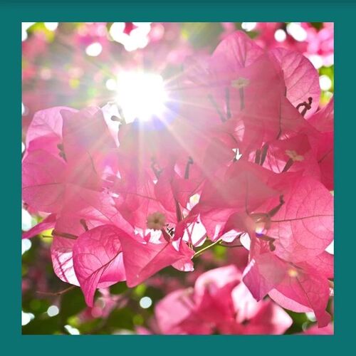 Discover 4 Secret Gardens  4個鬧市中的秘密花園  Stunning! The blooming Bougainvillea bring a floral oasis to Un Chau Estate.   陽光穿過層層疊疊的簕杜鵑花瓣，為香港鬧市一隅帶來醉人的桃紅花海！  #hongkong #brandhongkong #asiasworldcity #flowers #香港 #香港品牌 #亞洲國際都會 #花