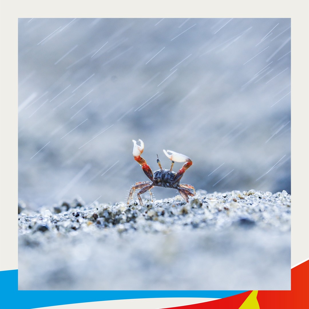 Capturing nature’s funny moments  千奇百趣的自然生態  Forgot your umbrella? A Buddhist crab appears to be shielding its eyes from the rain. 角眼拜佛蟹舉起雙螫在風雨中奮力前進💪  Photo credit相片提供: @afcdgovhk  Photography 攝影： AU Ngar Chung區雅頌  #hongkong #Brandhongkong #Asiasworldcity #AFCD #Nature #Photography #wildlife #discoverhongkong #香港 #香港品牌 #亞洲國際都會 #自然 #攝影 #生態 #自然生物