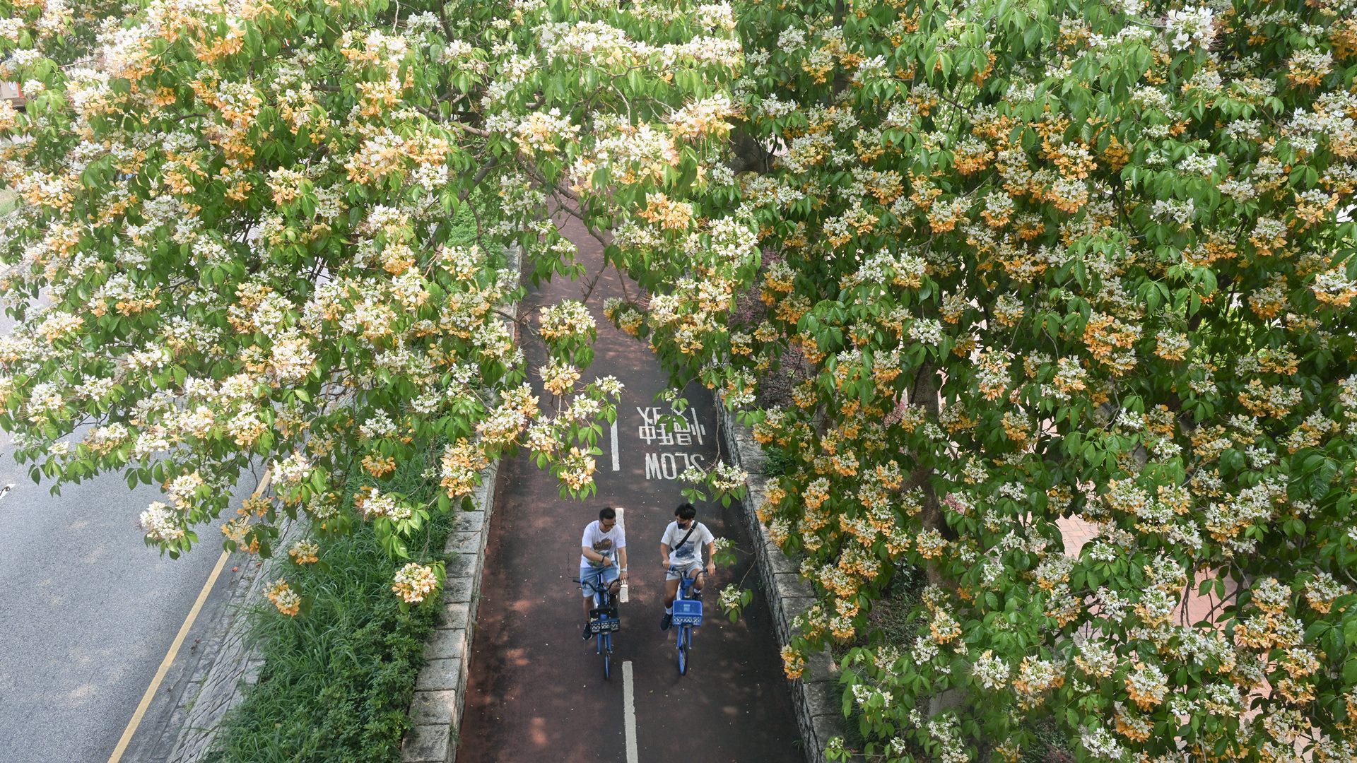 鱼木花盛开 (2026)
