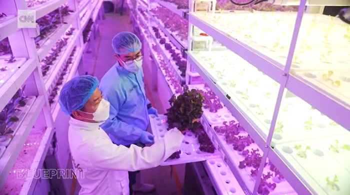 CNN-This Hong Kong Farm is Using Fish and Blue Lights to Grow Basil the Size of Your Face