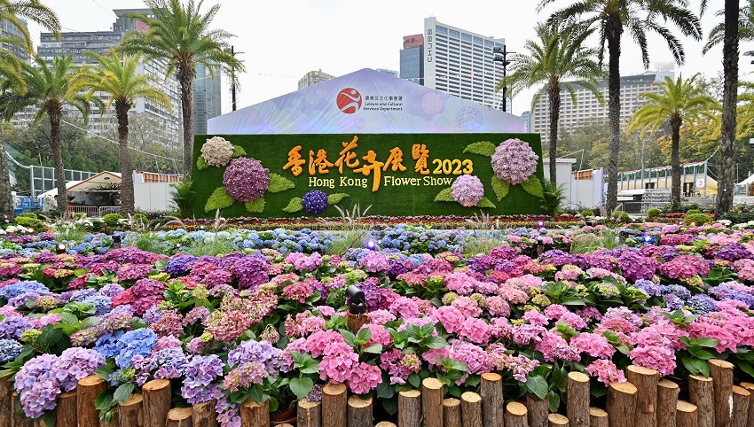 This year’s show displays some 400,000 flowers, including about 40,000 hydrangeas, creating a colourful floral wonderland in the city.