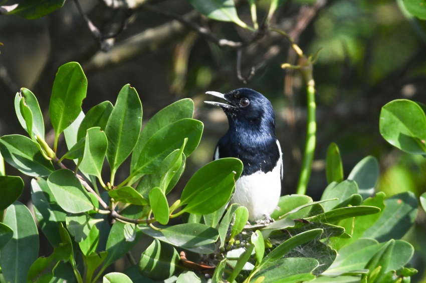 米埔自然保护区的候鸟 (2021)