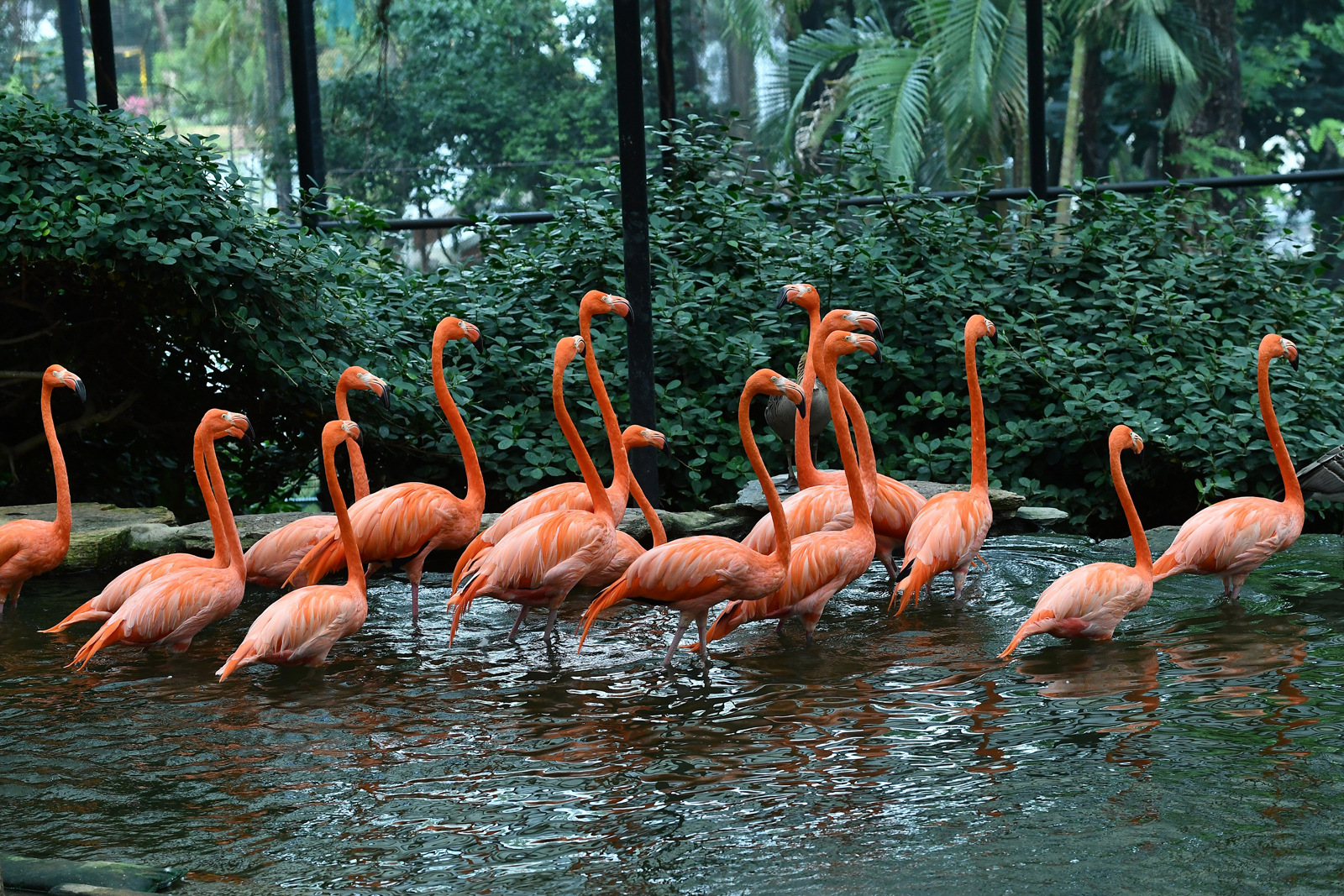 11 Hong Kong Zoological and Botanical Gardens