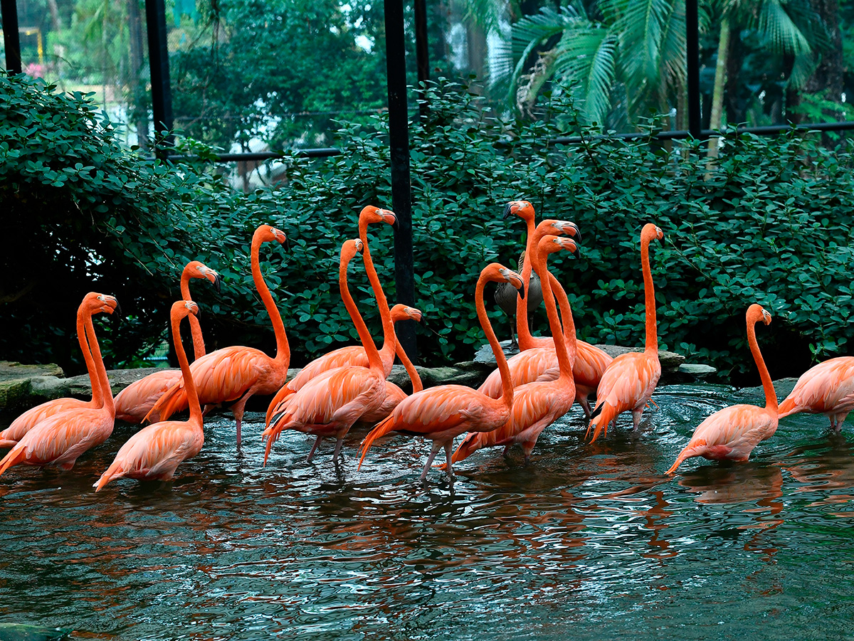 Hong Kong Zoological and Botanical Gardens